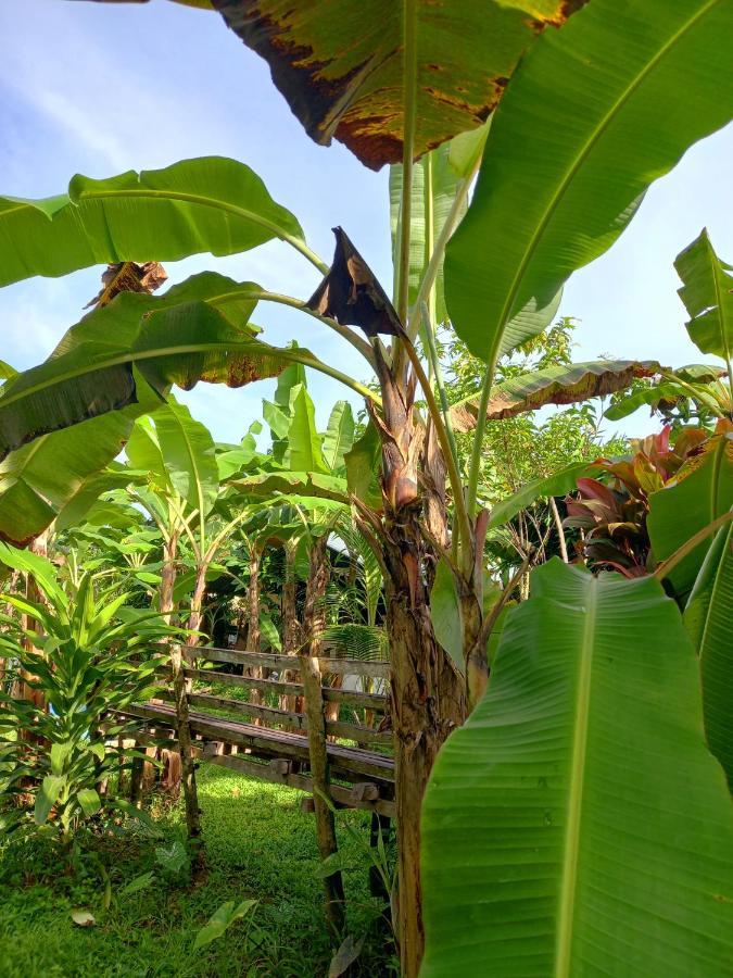 Banana Grove El Nido Hotel Ngoại thất bức ảnh