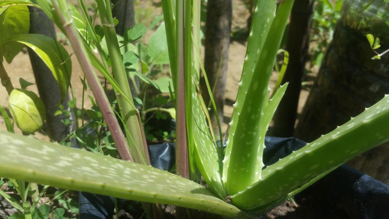Banana Grove El Nido Hotel Ngoại thất bức ảnh