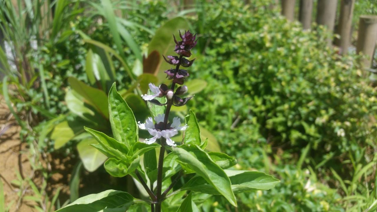 Banana Grove El Nido Hotel Ngoại thất bức ảnh